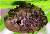 Venom of Wasp, Bee Repurposed as Antibiotic Drug