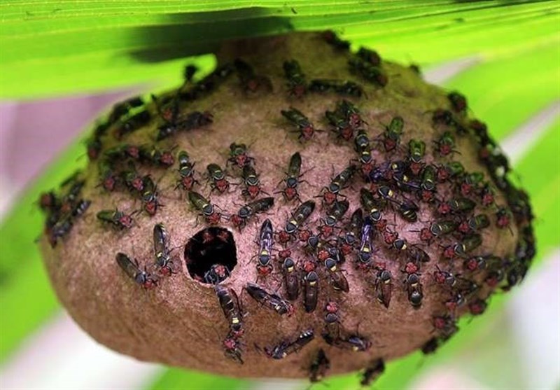 Venom of Wasp, Bee Repurposed as Antibiotic Drug