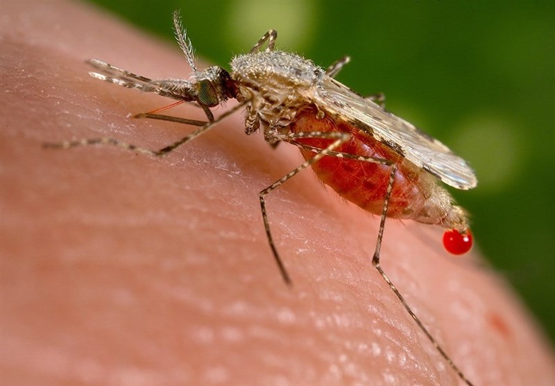افزایش مبتلایان به مالاریا در سیستان و بلوچستان؛ یک هزار بیمار شناسایی شد