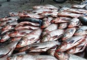 64 هزار تن ماهی و میگو در بنادر صیادی استان بوشهر تخلیه می‌شود