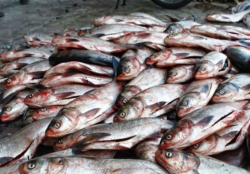 محموله ماهی‌های غیربهداشتی در کرمان کشف و معدوم‌سازی شد