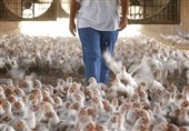 مرغداران: بابت فروش هر کیلو تخم مرغ 2 هزار تومان ضرر می‌کنیم