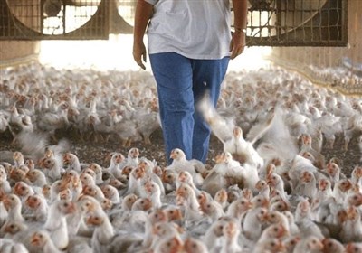  ماجرای مرغ های تریاکی؛ ادعایی جدید برای تشویش اذهان عمومی 