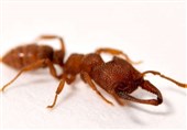 Dracula Ant Found to Be Fastest Creature on Earth