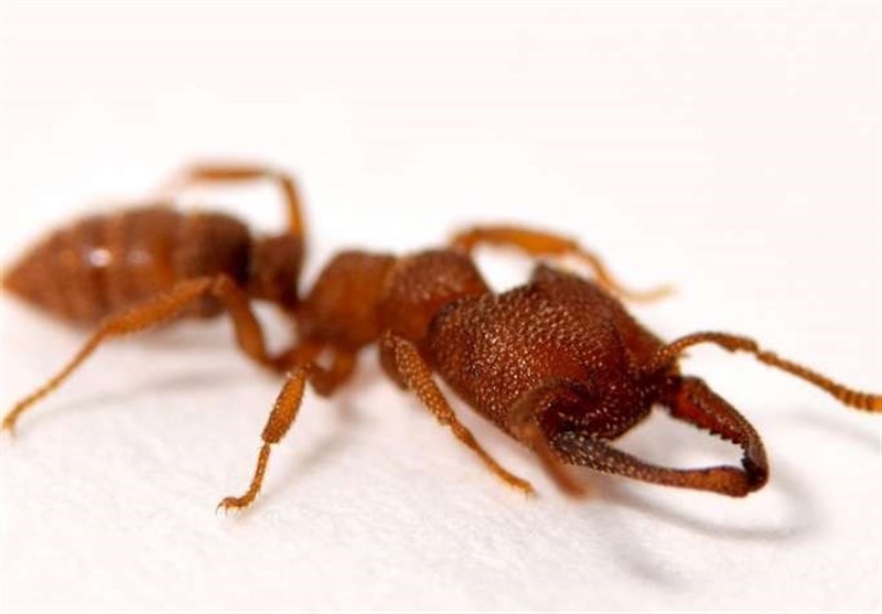Dracula Ant Found to Be Fastest Creature on Earth