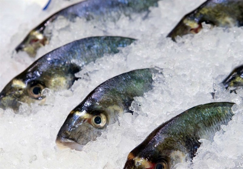 لرستان| 20 تن ماهی منجمد غیرقابل مصرف در کوهدشت معدوم شد