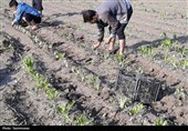 توسعه کشت چغندر هیبریدی در اردبیل