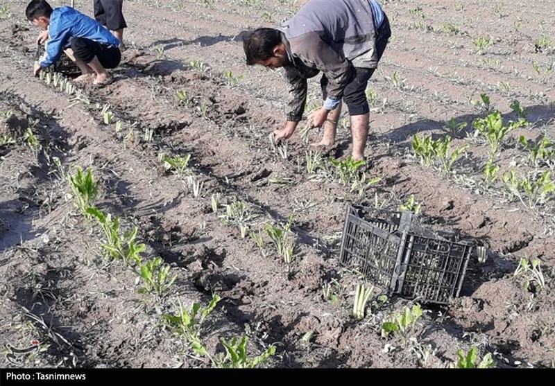 خوزستان| نخستین کشت نشایی چغندر در اندیمشک آغاز شد