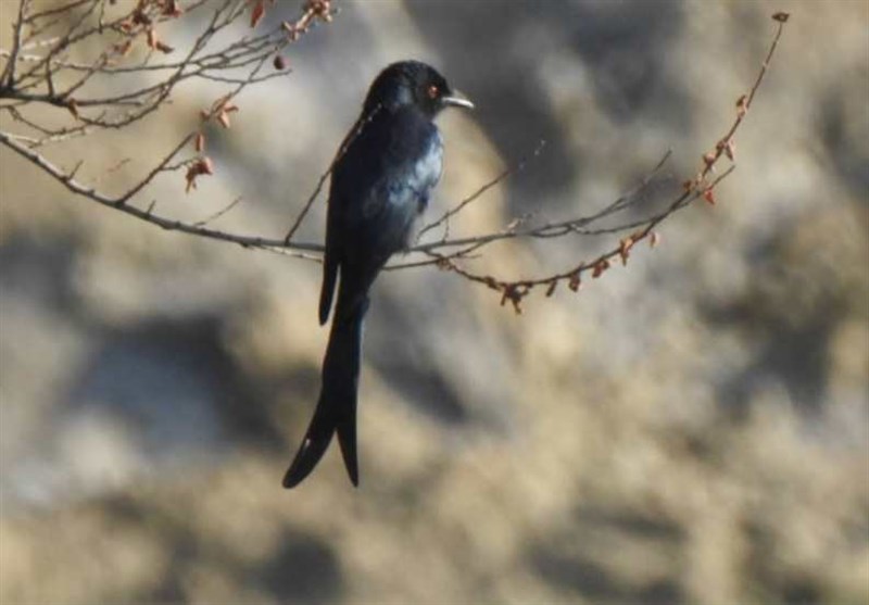 مشاهده پرنده کمیاب «بوچانگا خاکستری » در کهگیلویه و بویراحمد