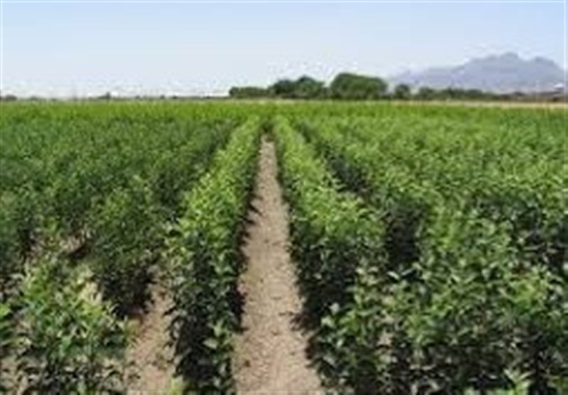 ظرفیت تولید 12 میلیون اصله نهال با تکمیل 2 نهالستان بیابانی در ایلام
