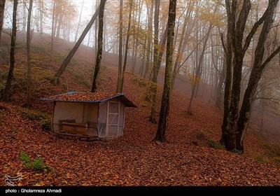 آخرین روزهای پاییز - مازندران