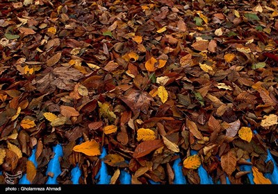 آخرین روزهای پاییز - مازندران