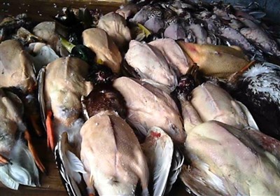 بیداد کشتار پرندگان در فریدونکنار و ادعای معاون کلانتری + فیلم