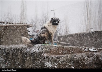 ایران کے صوبہ خراسان شمالی میں سال کی پہلی برف باری