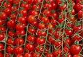 کشت گوجه فرنگی در چهارمحال و بختیاری 21 درصد افزایش یافت
