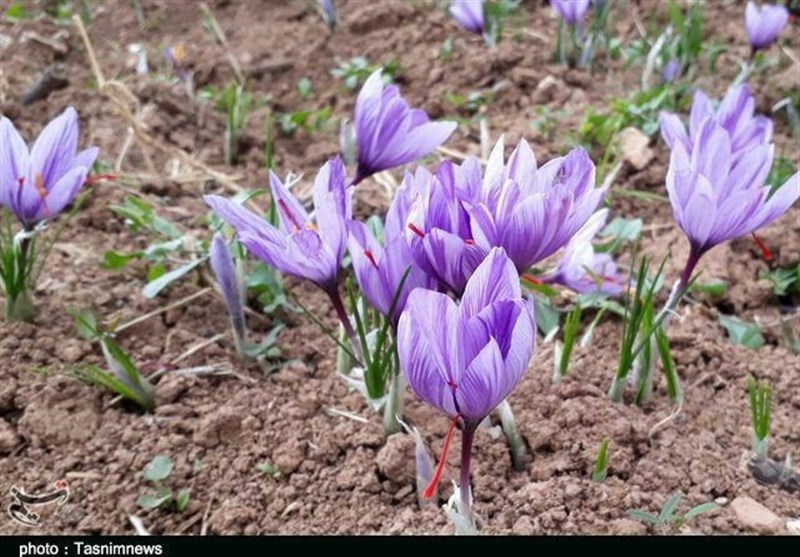 لرستان|33 هکتار زعفران در اراضی کوهدشت کشت شد