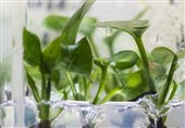 Common Houseplant with Genetic Modification Can Remove Polluted Air