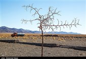 نابودی باغات قم، شرایط آب‌وهوایی استان را نامساعد کرد