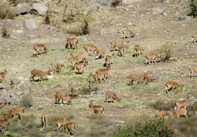 Parvar Protected Area, North of Iran - Tourism news