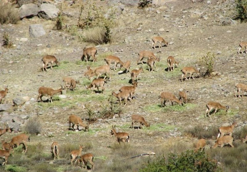 Parvar Protected Area, North of Iran