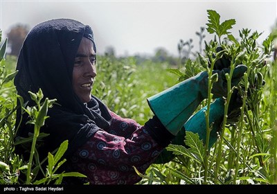 لچمه در حال برداشت بامیه از مزرعه