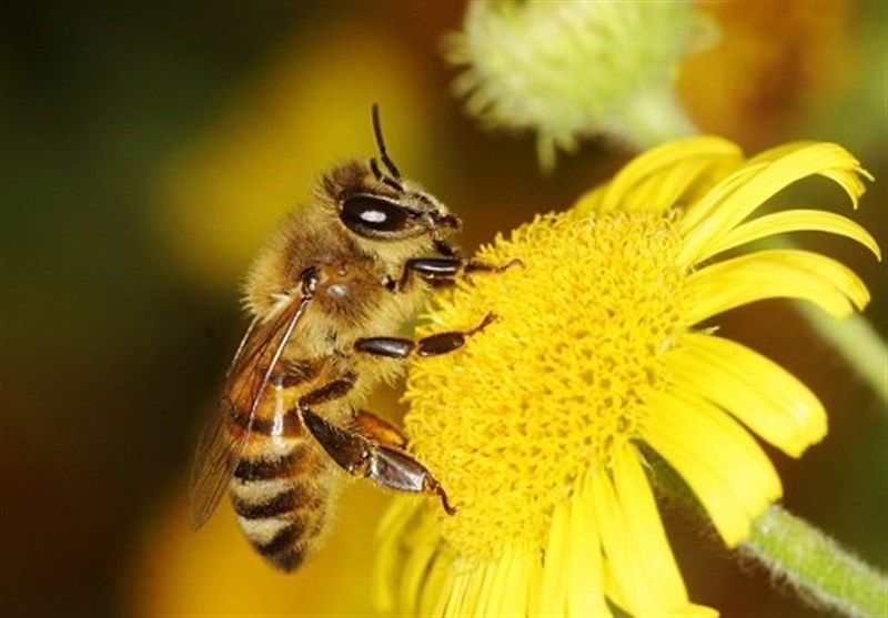 Scientists Discover Bees Can Count Using Only Four Brain Cells