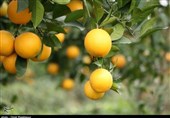 نبض بازار در اختیار دلالان؛ دغدغههای ادامهدار باغداران قیروکارزینی