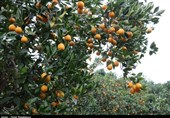 99 درصد باغات پرتقال تامسون مازندران عاری از مگس میوه است