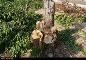 گزارش| روایتی تلخ از قطع درختان پارک جنگلی ارومیه / سودجویان با ادعای صوری زمین‌های پارک را صاحب شدند + فیلم