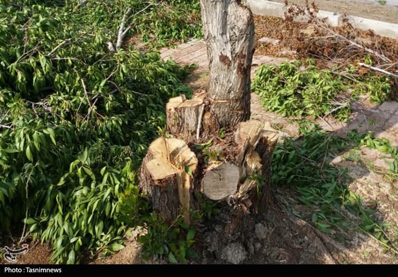‌قطع 2300 اصله درخت باغدار سنندجی تکذیب شد‌