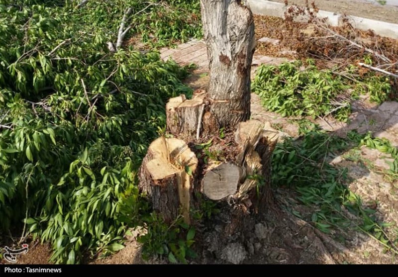 گزارش| روایتی تلخ از قطع درختان پارک جنگلی ارومیه / سودجویان با ادعای صوری زمین‌های پارک را صاحب شدند + فیلم