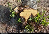 اردبیل| عاملان قطع درختان در منطقه شکار ممنوع دربند مشکول به مراجع قضایی معرفی شدند