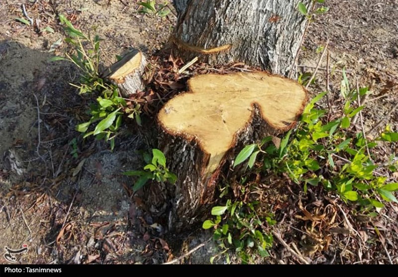 مافیای صنایع چوب برای خرید درختان ارسباران قیمت نجومی پیشنهاد می‌کند