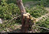 برخورد قانونی با عاملان قطع درختان غیرمثمره و تغییر کاربری باغات در اردبیل