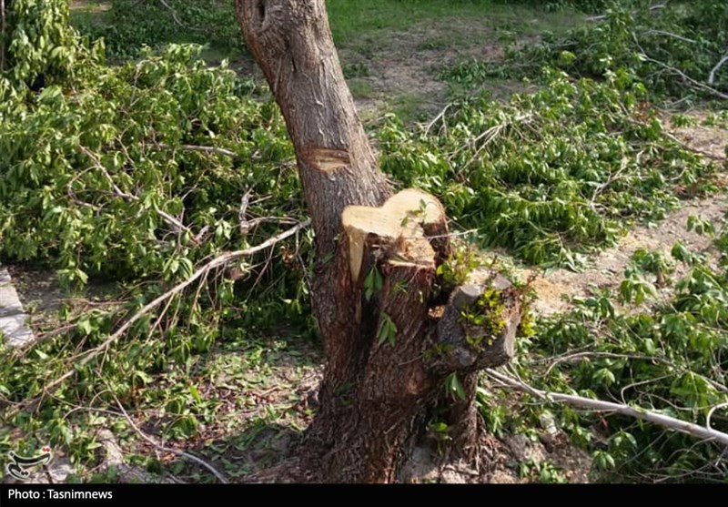برخورد قانونی با عاملان قطع درختان غیرمثمره و تغییر کاربری باغات در اردبیل