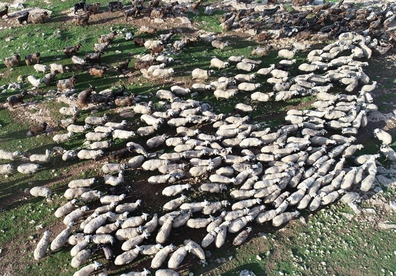 52 میلیون راس گوسفند و بُز در کشور داریم