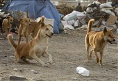 آزمایش 70 سگ ولگرد در تهران پس از گزارش هاری و گازگرفتگی