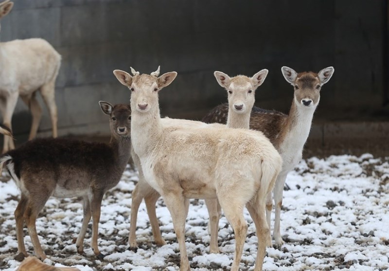 برف و سرمای زمستان در باغ وحش قیصری ترکیه + عکس