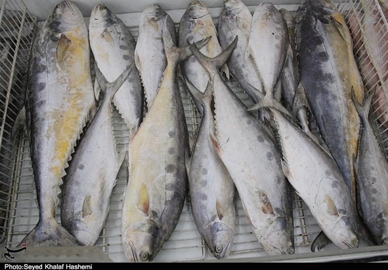 سود سرشار دلالان در نبود بازارچه‌های فروش ماهی در کهگیلویه و بویراحمد