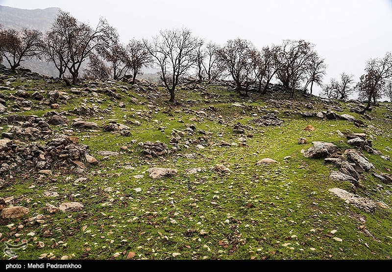 حفاظت از منابع طبیعی کهگیلویه و بویراحمد با دستان خالی؛ کسی صدای جنگل‌های زاگرس را نمی‌شنود‌