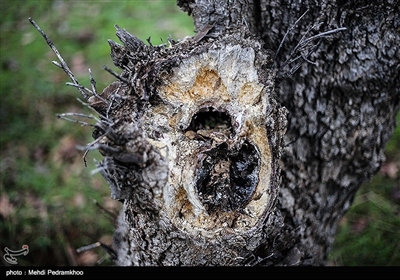 2 عامل بیماریهای زغالی و آفت چوبخوار نقش موثر در خشک شدن درختان بلوط این منطقه داشته اند .
