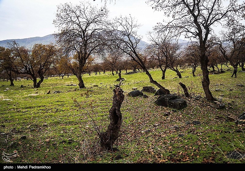 نیمی از جنگل‌های استان کرمانشاه در معرض خطر نابودی قرار دارند