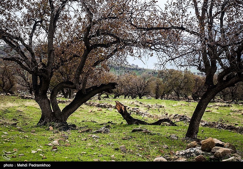 60 هزار هکتار جنگل‌کاری در استان ایلام انجام شده است