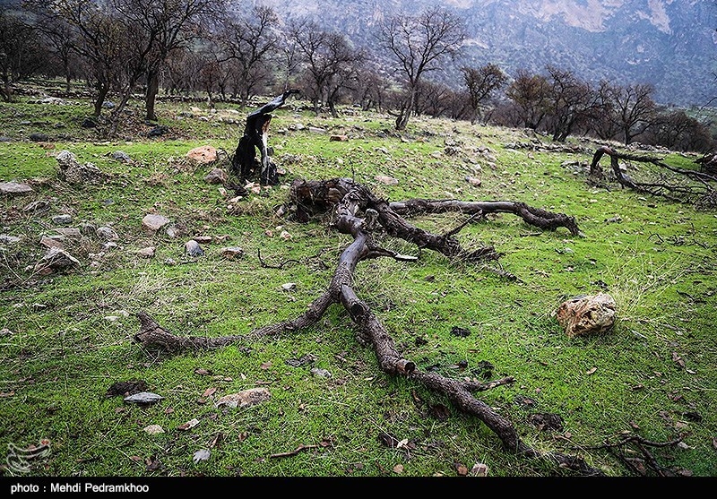 کرمانشاه| نابودی جنگل‌ها توسط معدنکاران ریشه در ضعف قوانین دارد