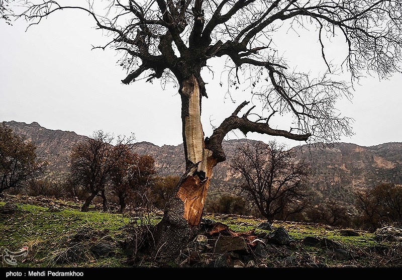 گزارش| تیغ تیز اره قاچاقچیان بر بدنه درختان زاگرس / مرگ تدریجی درختان کوه‌های بهبهان برای تکه‌ای زغال