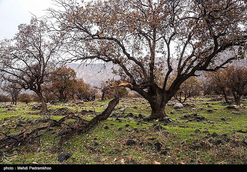 عدم پرداخت غرامت تخریب جنگل‌های استان کرمانشاه/ نیمی از خسارت تا سال 96 تاکنون پرداخت شد