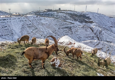 تفرجگاه کوهستانی عینالی تبریز 