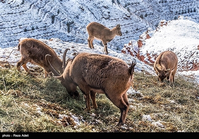 تفرجگاه کوهستانی عینالی تبریز 