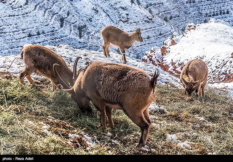 تفرجگاه کوهستانی عینالی تبریز 