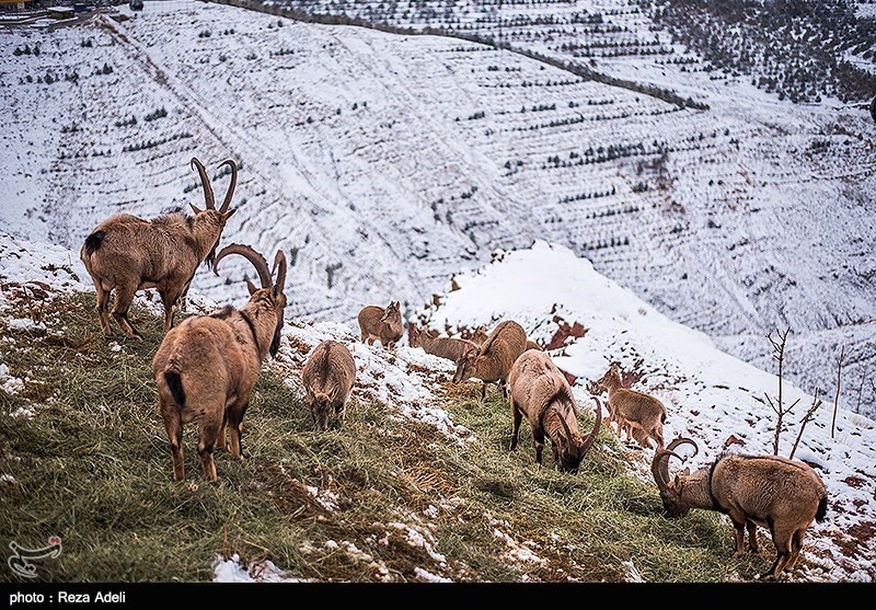 تفرجگاه کوهستانی عینالی تبریز 